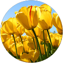 Geetanjali Barouliya profile picture