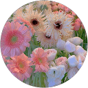 Manasi Pehere profile picture