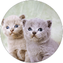 46 B Kalyani Dalvi profile picture